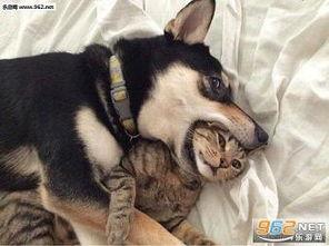 狗狗酋长爆料视频大全最新,揭秘萌宠界的神秘故事 第1张 狗狗酋长爆料视频大全最新,揭秘萌宠界的神秘故事 第1张